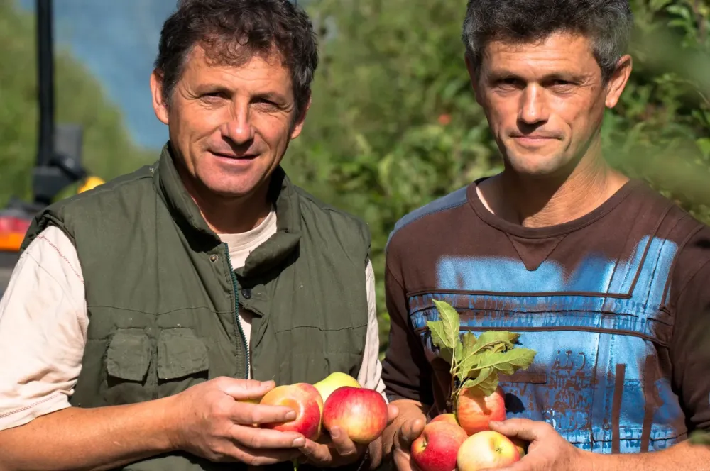 fruit
