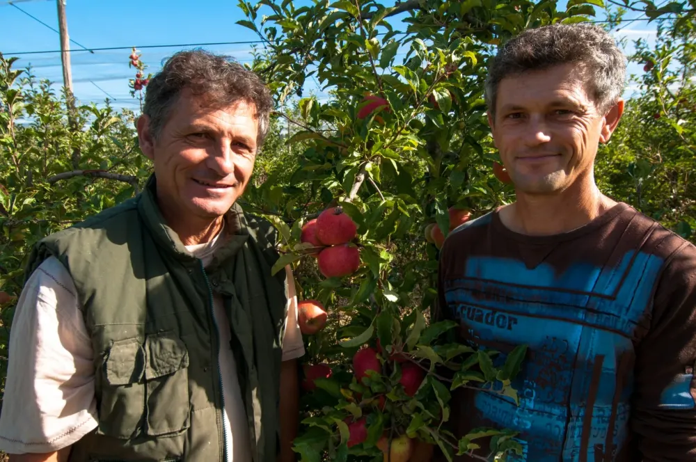 cultiver pomme
